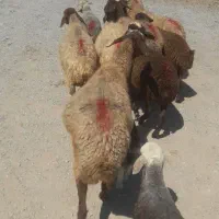 میش وبره