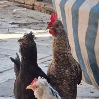 مرغ کورچ و خروس گلین جوان تازه بالغ|حیوانات مزرعه|تهران, کن|دیوار