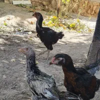 جوجه لاری