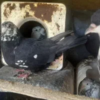 کفتر حراج|پرنده|سیمکان, |دیوار