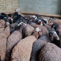 پروار بندی شده|حیوانات مزرعه|هشتگرد, باغشهر|دیوار
