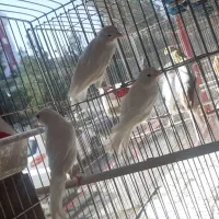 قناری سهره|پرنده|ساوه, |دیوار