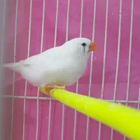 ۸ عدد فنچ بالغ|پرنده|مشهد, سمزقند|دیوار