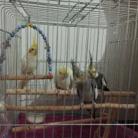 تعدادی عروس هلندی جوون|پرنده|ساوه, |دیوار