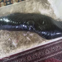 عقاب از سنگ سیاه