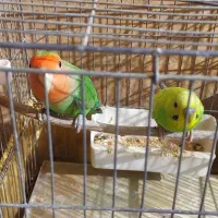 طوطی برزیلی نرمست