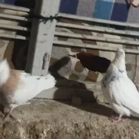 فروش پنج تا کفتر رنگی|پرنده|داراب, |دیوار