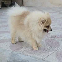 پامر روباهی|سگ|کوار, |دیوار