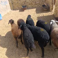 7راس بره شیرمست راهی|حیوانات مزرعه|قزوین, |دیوار