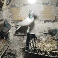 یک جفت کله سبز و یک عدد ماده