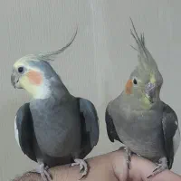 یک جفت مولد با ۳ جوجه  دو ماهه  سالم و سرحال