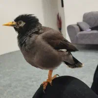 مینا سوخنگوودستی