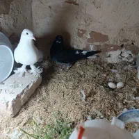 کبوتر
