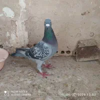 جوستونی نر|پرنده|مشهد, مصلی (کارمندان اول)|دیوار