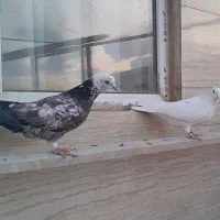 کفتر|پرنده|مشکین‌دشت, |دیوار