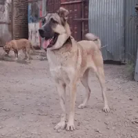 واگذاری ماده