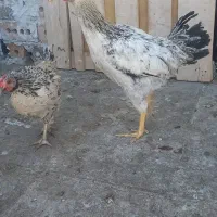 ((خروس ایام ))چهارعددتاقچه مرغ وخروس