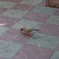 کفتر
