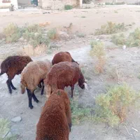 تعدادی بره نر پرواری بدون شکم ودنبه وجو خوار|حیوانات مزرعه|گنبد کاووس, |دیوار