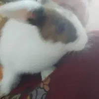 خرگوش|موش و خرگوش|تهران, جوادیه تهرانپارس|دیوار