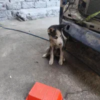 سگ وپیداکردین خبر بدین