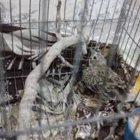 خانه|پرنده|اردکان, |دیوار