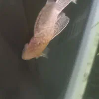 پلکو لنجنخوار کفخوار آلبینو سوپر باله