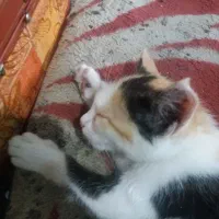 گربه