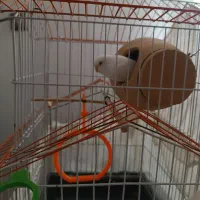مرغ عشق کاشانی چشم قرمز