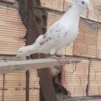 پرنده|پرنده|خوی, |دیوار