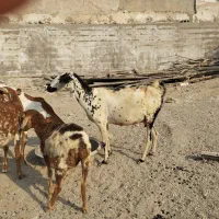 چند عدد کهره جمولی آوس سرگورون