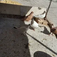 قالی قالی دستباف طرح کفتر