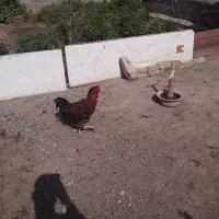 خروس|حیوانات مزرعه|رامجین, |دیوار