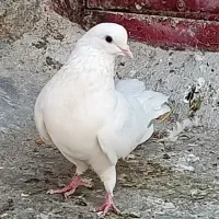 نر سفید غریب گرفته