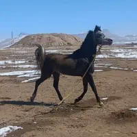 اسب عرب مصری دوسر