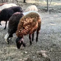 بره نر دو عدد. پل هرو.