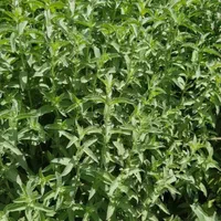 فروش زمین ۵۰۰ متری روستای شیخ میری|فروش زمین و ملک کلنگی|بروجرد, |دیوار