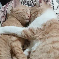 واگذاری گربه چهار ماهه خانگی فهمیده