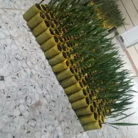 نهال کشت بافت مجول