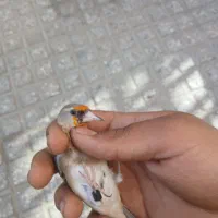 سهره نر|پرنده|بجنورد, |دیوار