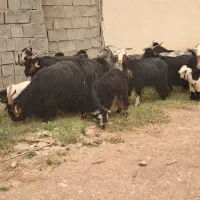 11 بز 9 بیگ