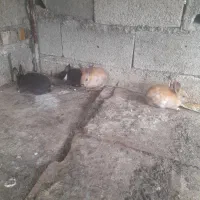 بچه خرگوش بانمک