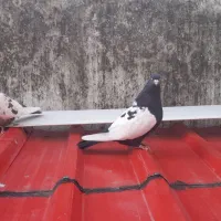 یک جفت کبوتر سینه|پرنده|نوشهر, |دیوار