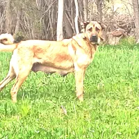 ماده سرابی نسل دار به شرط طوله دهی