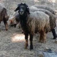 نرمیش|حیوانات مزرعه|صمصامی, |دیوار