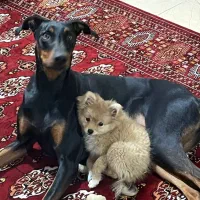 پانسیون حیوانات خانگی بجنورد ۲۴ ساعته