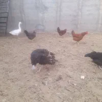 تعداد بقلمون