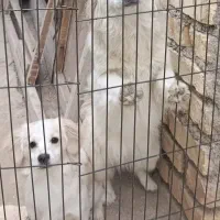 واگذاری رایگان 2 توله 9 ماه اشپیتز تریر