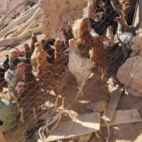 مرغ وخروس
