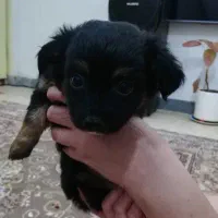 توله اشپیتز دوماهه